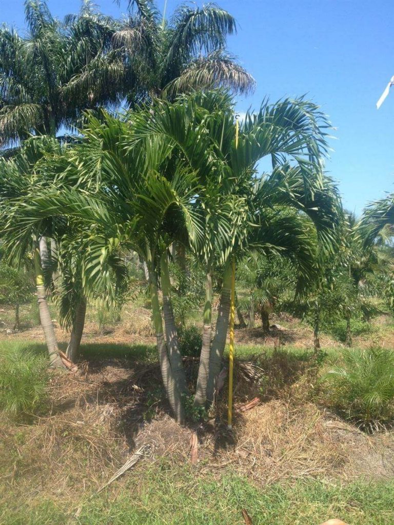Adonidia Palm Adonidia Merrillii Palmco Wholesale Palms, Florida