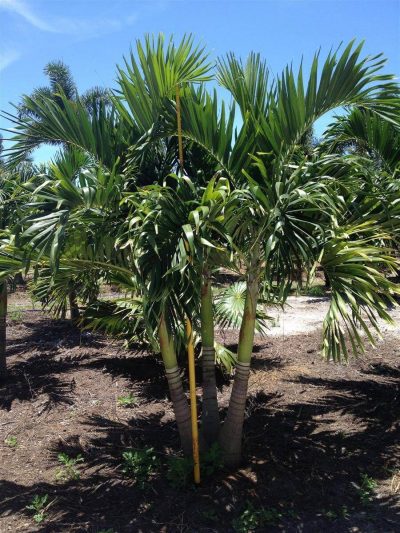 Adonidia Palm Adonidia Merrillii Palmco Wholesale Palms Florida