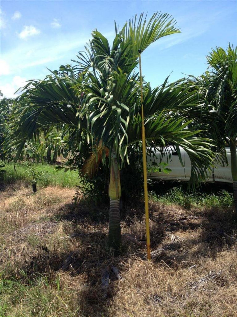 Adonidia Palm Adonidia Merrillii Palmco Wholesale Palms, Florida