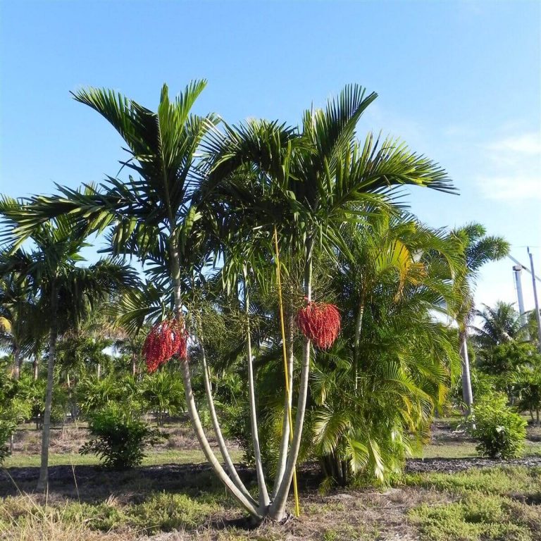 Alexander Palm Ptychosterma Elegans Palmco Wholesale Palms, Florida