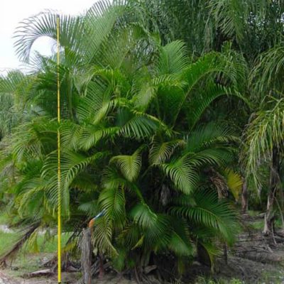 Areca | Dypsis lutescens | Palmco - Wholesale Palms, Florida