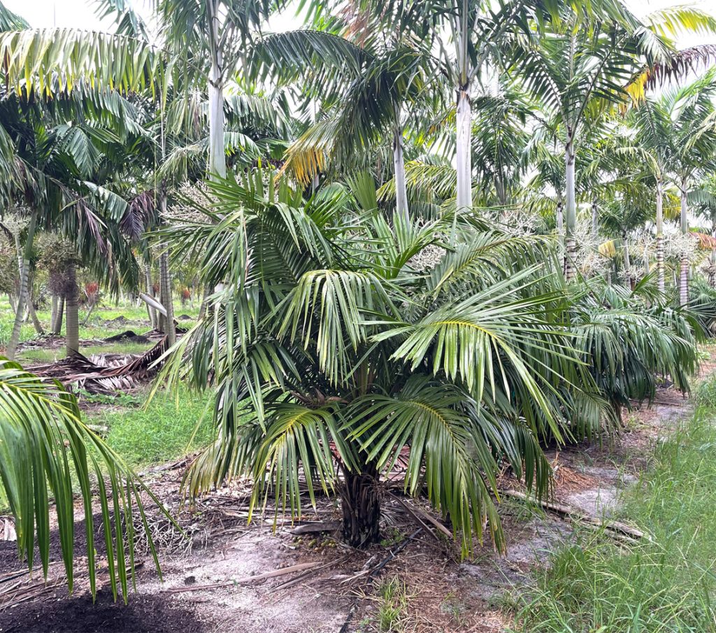 Arikury Palm Syagrus Schizophylla Palmco Wholesale Palms, Florida