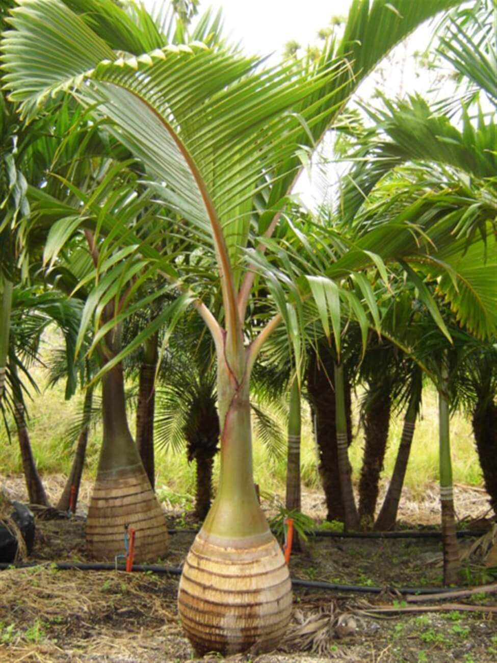 bottle palm | hyophorbe lagenicaulis | palmco - wholesale palms