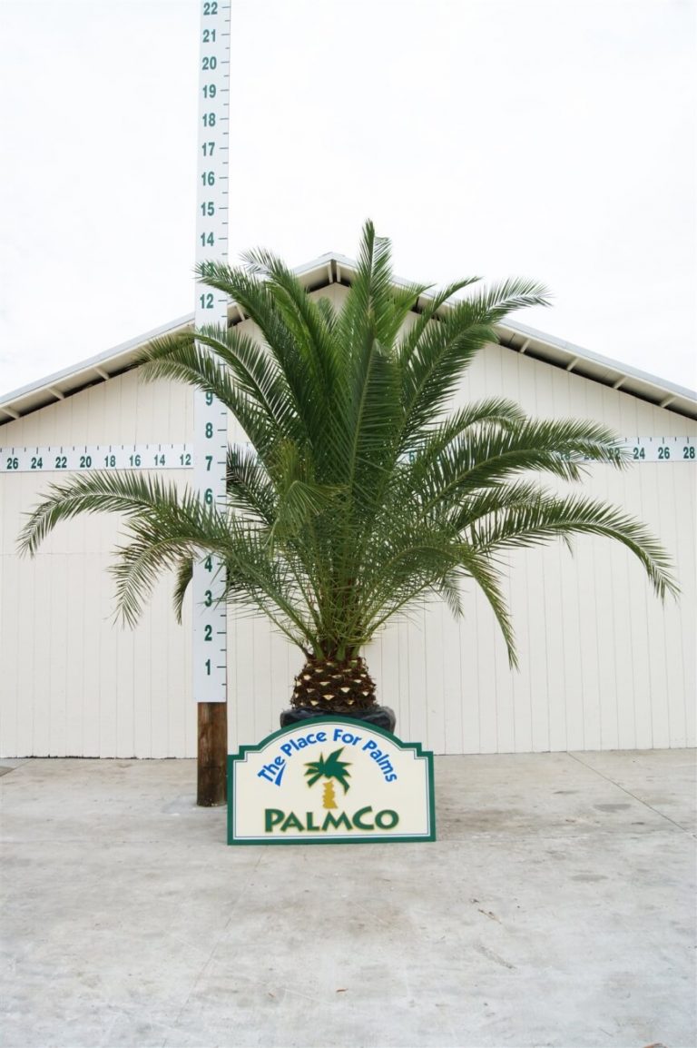 Canary Palm Phoenix Canaris Palmco Wholesale Palms, Florida