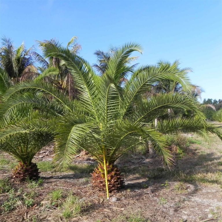 Canary Palm Phoenix Canaris Palmco Wholesale Palms, Florida