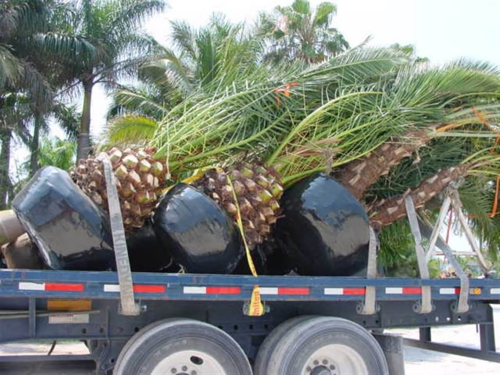 Canary Palm Phoenix Canaris Palmco Wholesale Palms, Florida