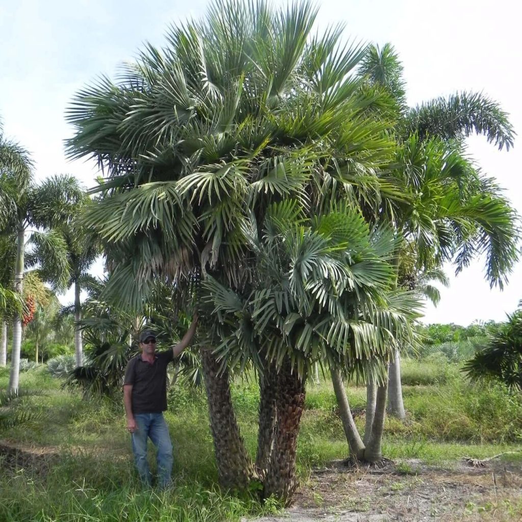 Caranday Palm | Copernicia Alba | Palmco - Wholesale Palms, Florida