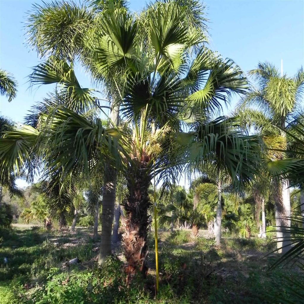 Chinese Fan Palm Livistona Chinensis Palmco