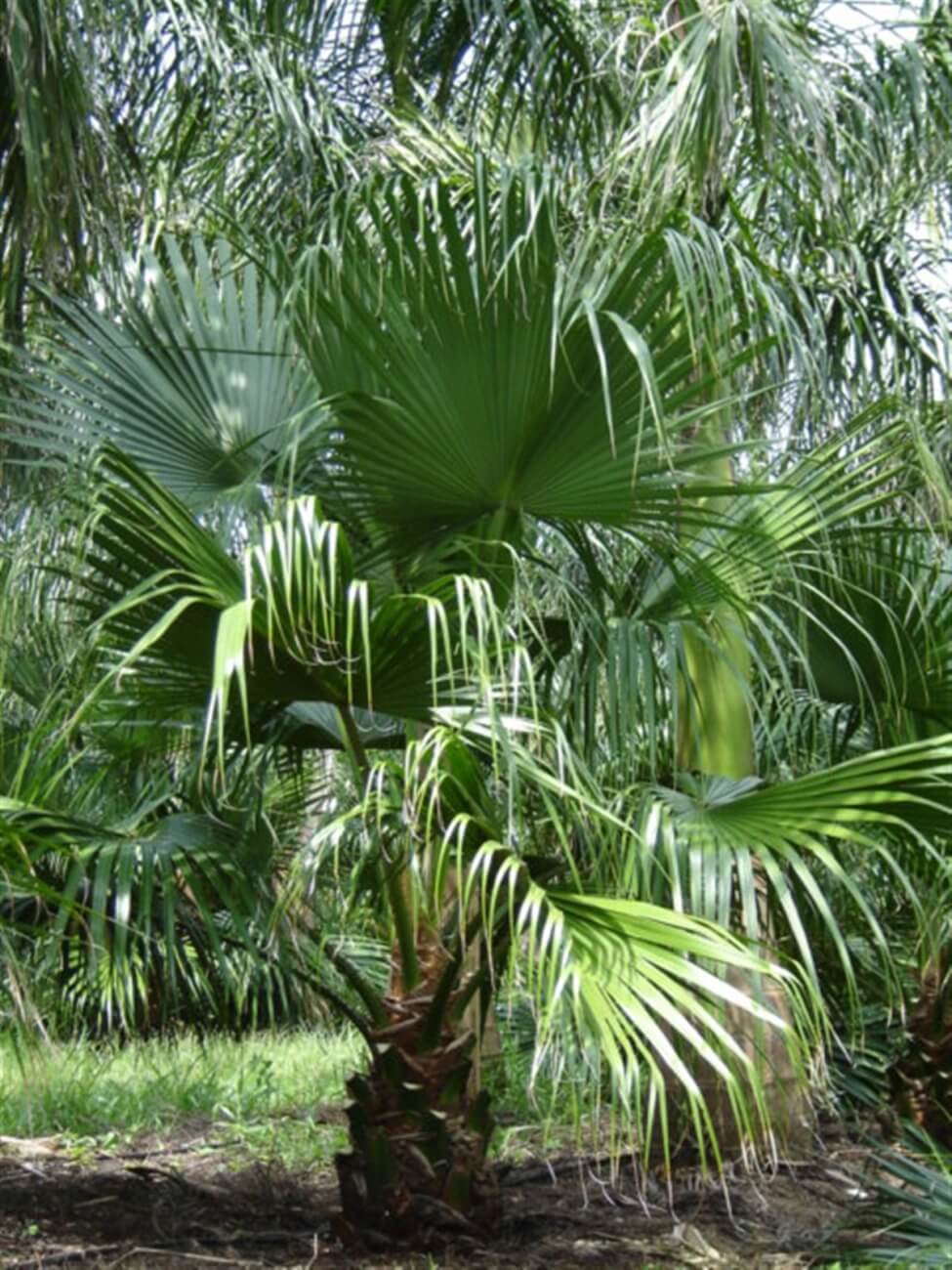 Chinese Fan Palm | Livistona Chinensis | Palmco - Wholesale Palms, Florida