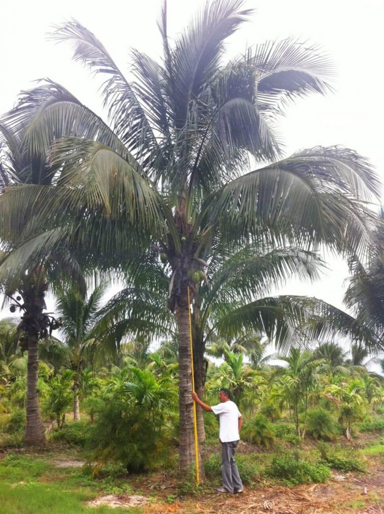 Green Malayan Palm | Cocos Nucifera | Palmco - Wholesale Palms, Florida