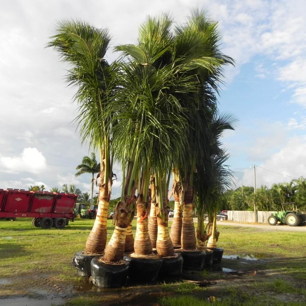 Maypan Palm Cocos Nucifera Palmco Wholesale Palms, Florida
