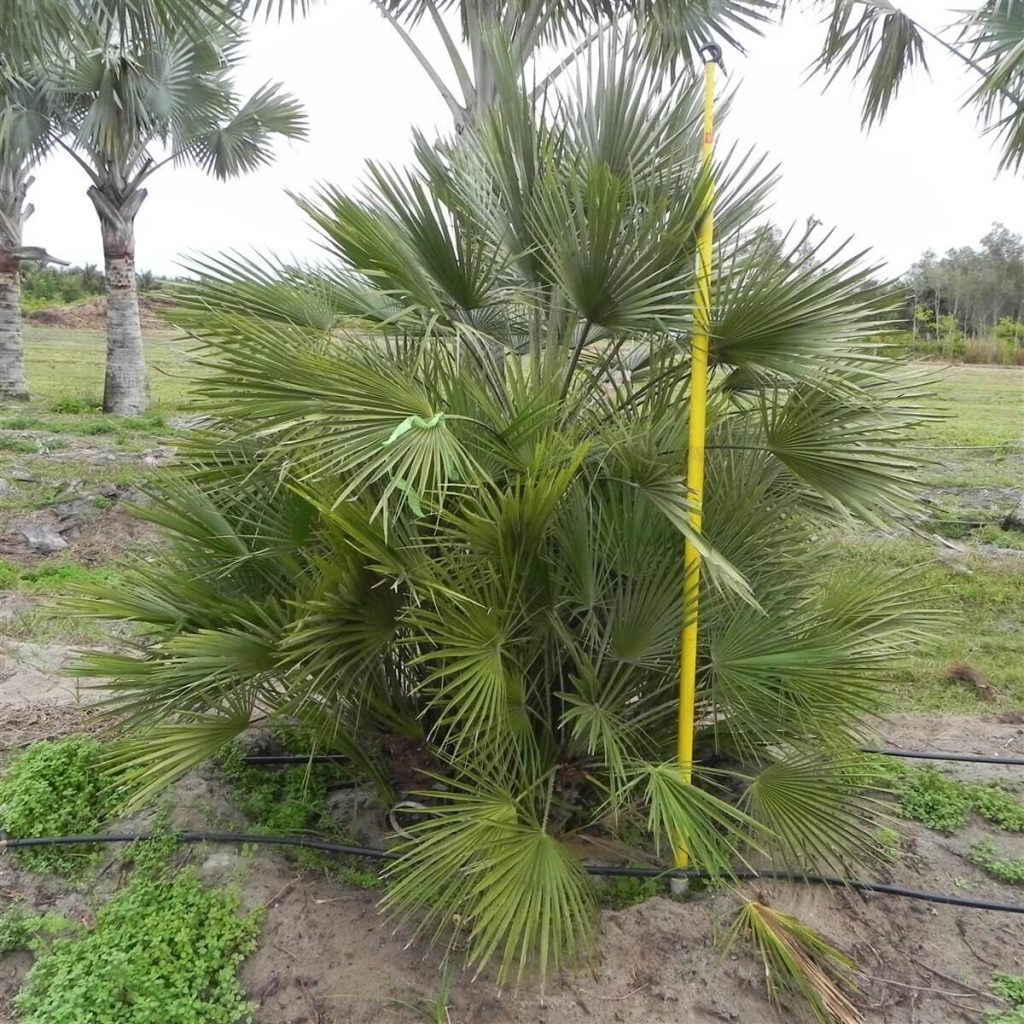 European Fan Palm Chamaerops Humilis Palmco Wholesale Palms, Florida
