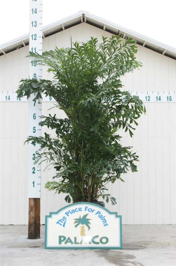 Fishtail Palm Caryota Mitis Palmco Wholesale Palms, Florida