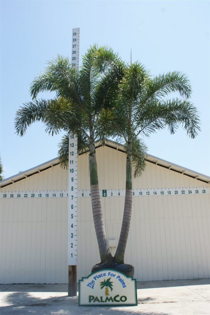 Foxtail Palm Wodyetia Bifurcata Palmco Wholesale Palms, Florida