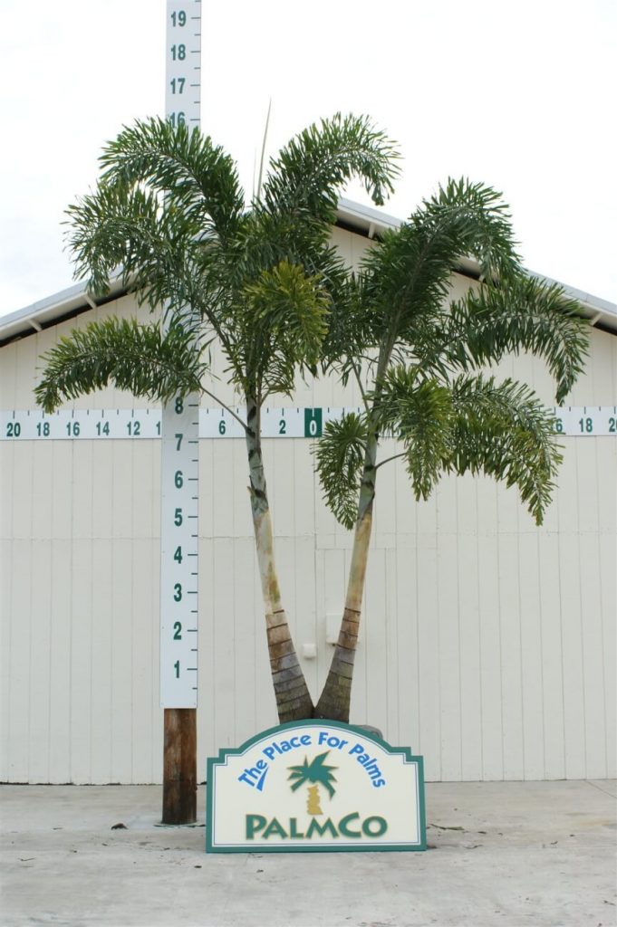 Foxtail Palm Wodyetia Bifurcata Palmco Wholesale Palms, Florida