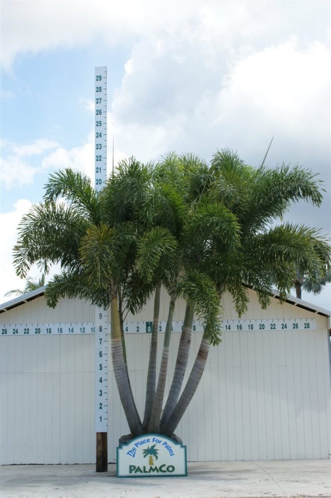 Foxtail Palm Wodyetia Bifurcata Palmco Wholesale Palms, Florida