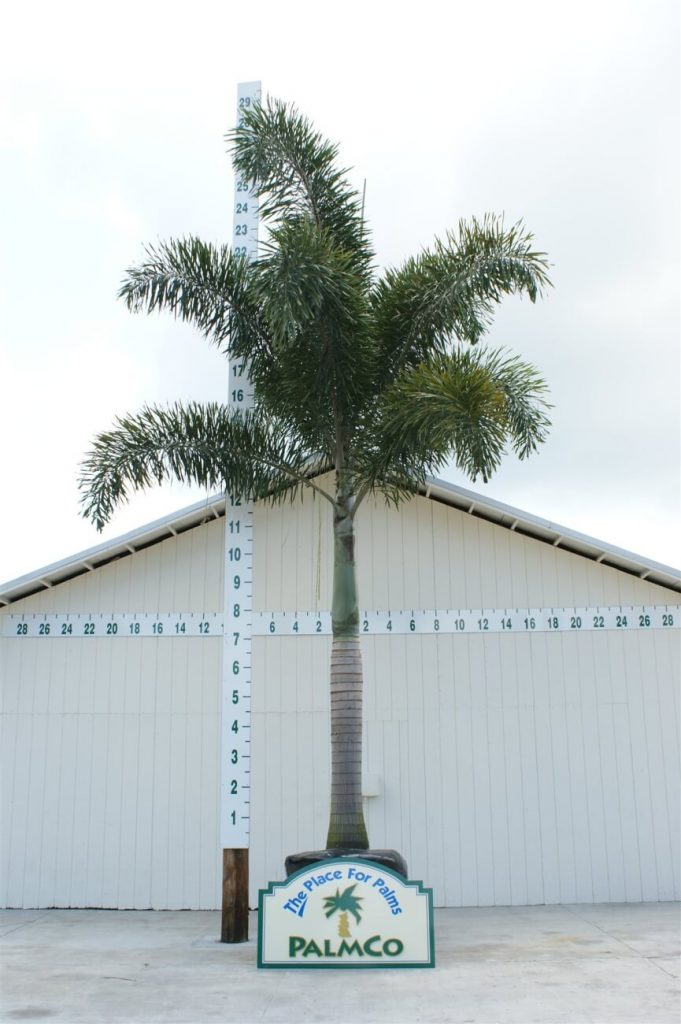 Foxtail Palm Wodyetia Bifurcata Palmco Wholesale Palms, Florida