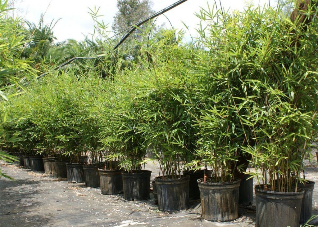 Golden Goddess Bambusa Multiplex Palmco Wholesale Bamboo, Florida
