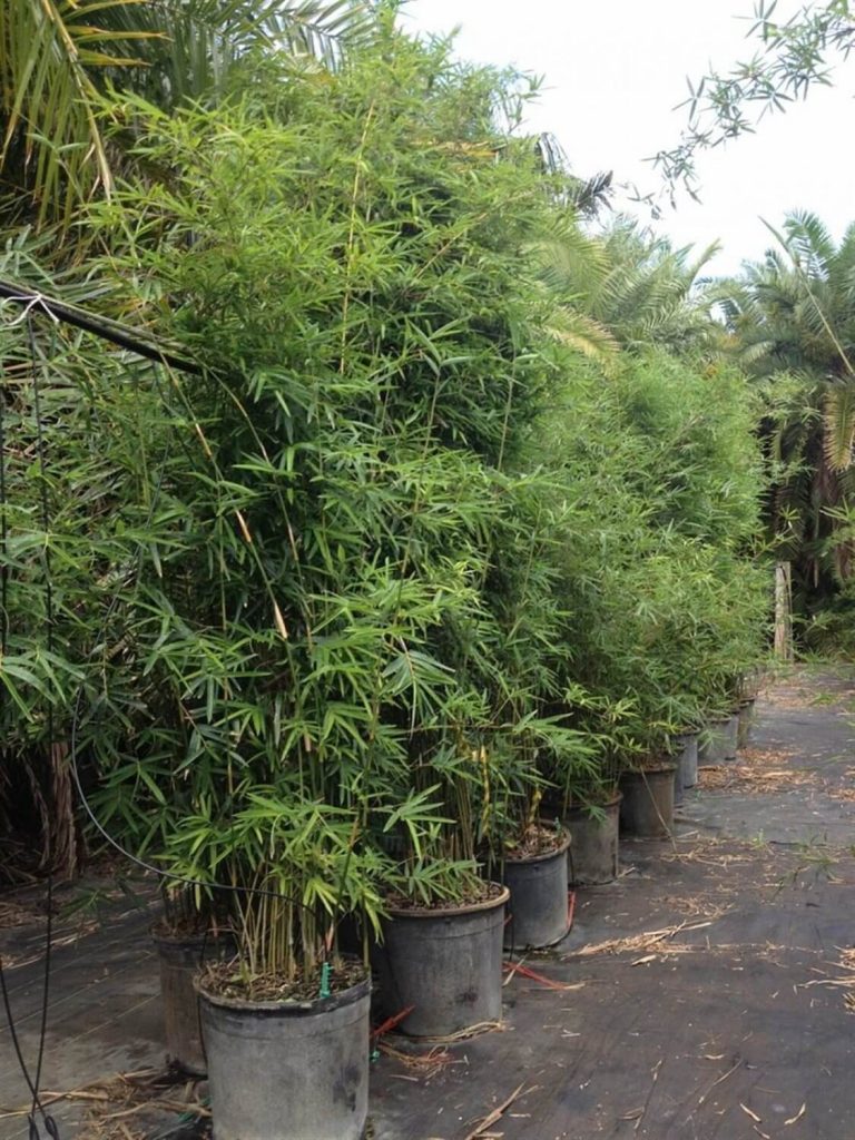 Golden Goddess Bambusa Multiplex Palmco Wholesale Bamboo, Florida