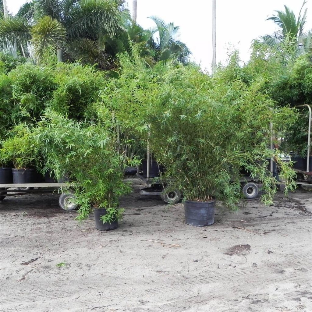 Golden Goddess Bambusa Multiplex Palmco Wholesale Bamboo, Florida