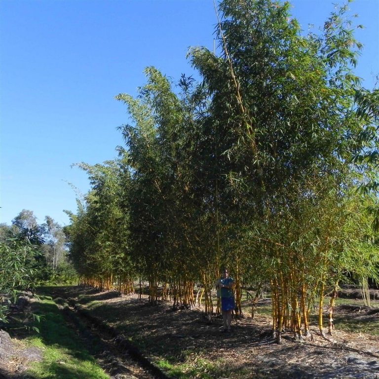 Golden Hawaiian Bambusa Vulgaris Vittata Palmco Wholesale Bamboo, Florida