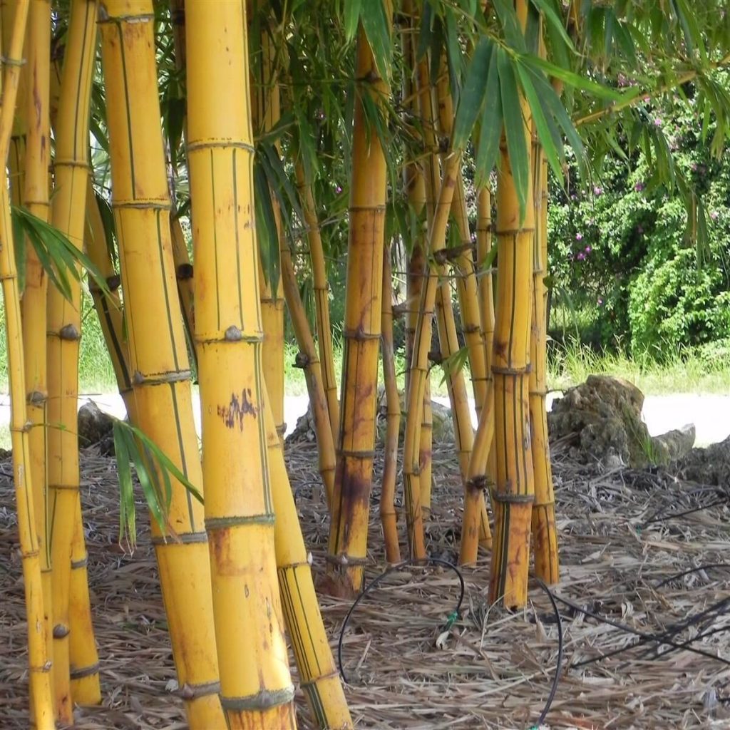 Golden Hawaiian Bambusa Vulgaris Vittata Palmco Wholesale Bamboo