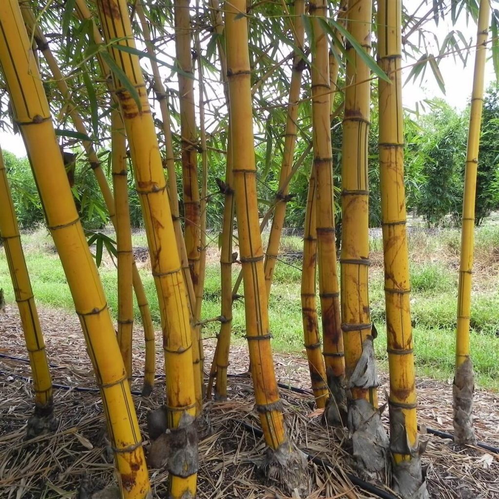 Golden Hawaiian Bambusa Vulgaris Vittata Palmco Wholesale Bamboo, Florida