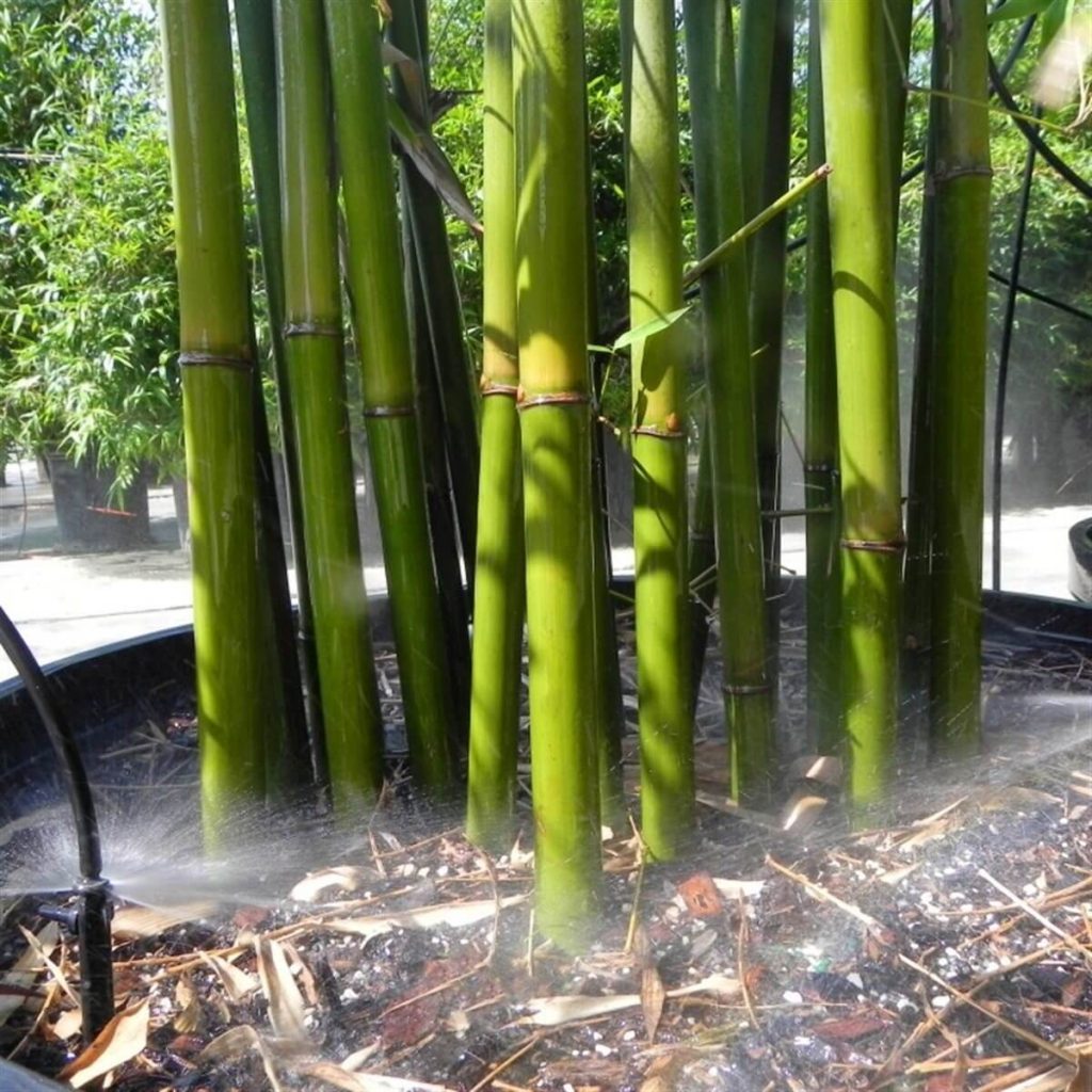 Graceful Bamboo Bambusa Textilis Gracilis Palmco Wholesale Bamboo