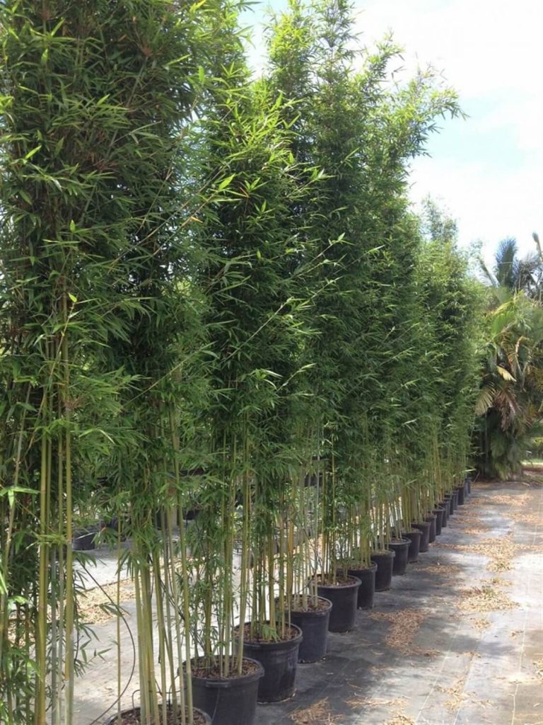 Graceful Bamboo Bambusa Textilis Gracilis Palmco Wholesale Bamboo, Florida