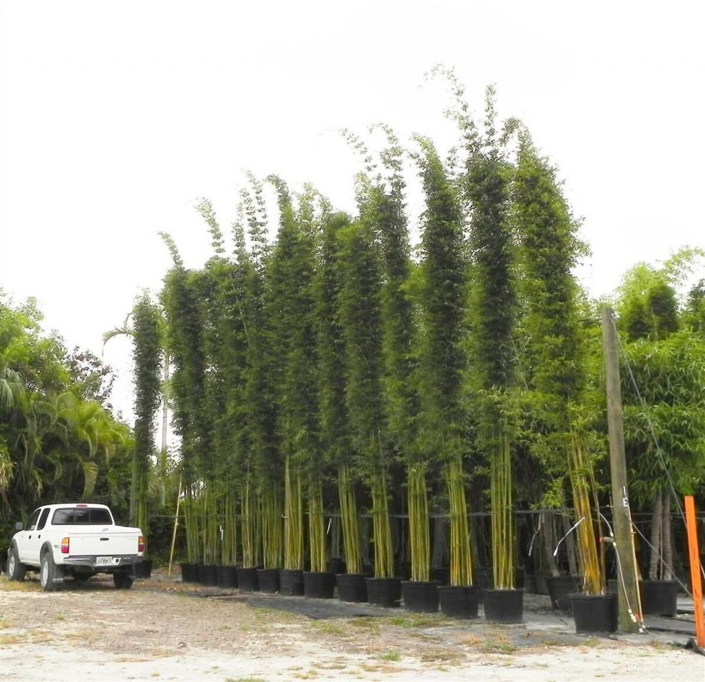 Graceful Bamboo Bambusa Textilis Gracilis Palmco Wholesale Bamboo