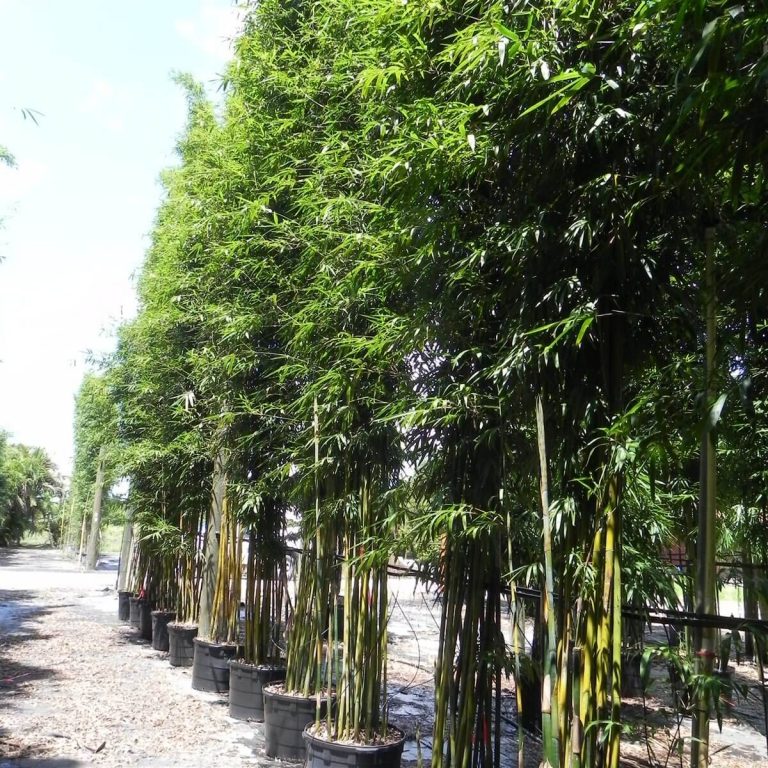 Graceful Bamboo Bambusa Textilis Gracilis Palmco Wholesale Bamboo