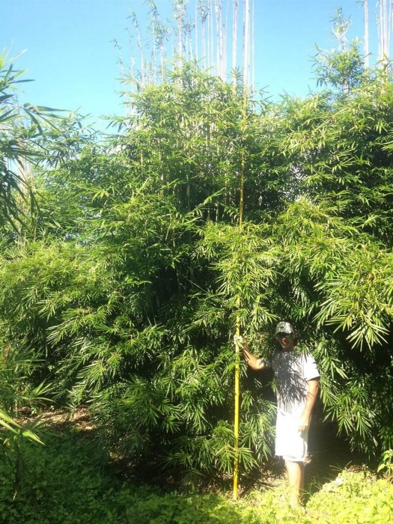 Graceful Bamboo Bambusa Textilis Gracilis Palmco Wholesale Bamboo