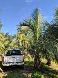High Plateau Coconut Palm (Beccariophoenix Alfredii) – 15 Live Plants In 4" Pots, Rare Cold Hardy Palm