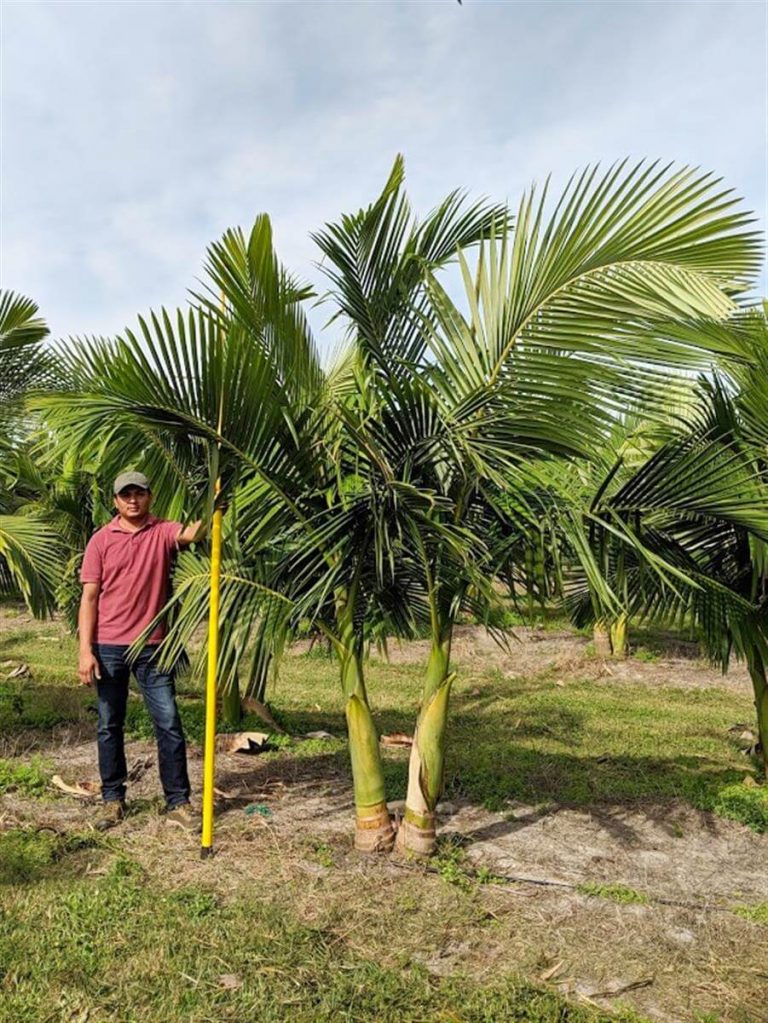 King Alexander Palm Archontophoenix Alexandrae Palmco Wholesale