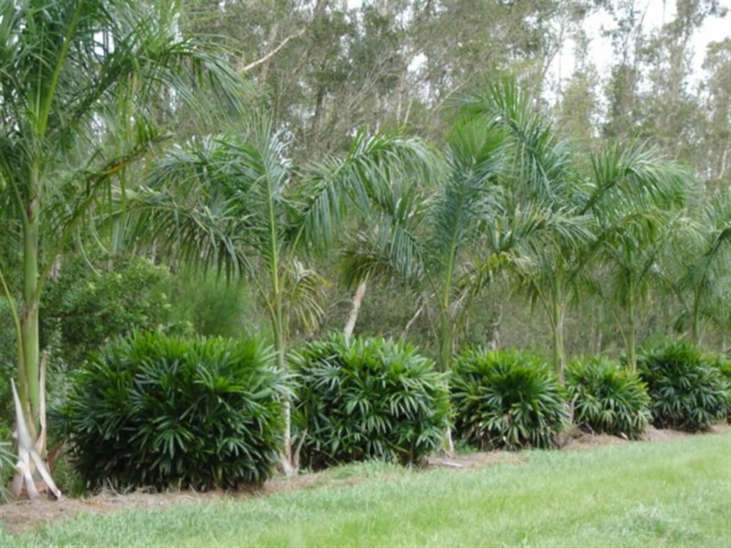 Lady Palm Rhapis excelsa Palmco Wholesale Palms, Florida