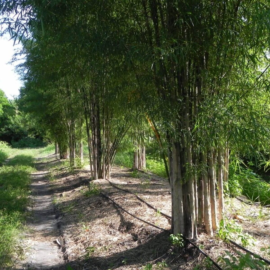 Monastery Bamboo Thyrsostachys Siamensis Palmco Wholesale Bamboo, Florida