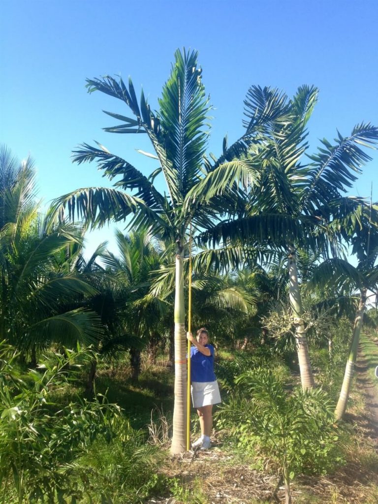 Montgomery Palm Veitchia montgomeryana Palmco Wholesale Palms