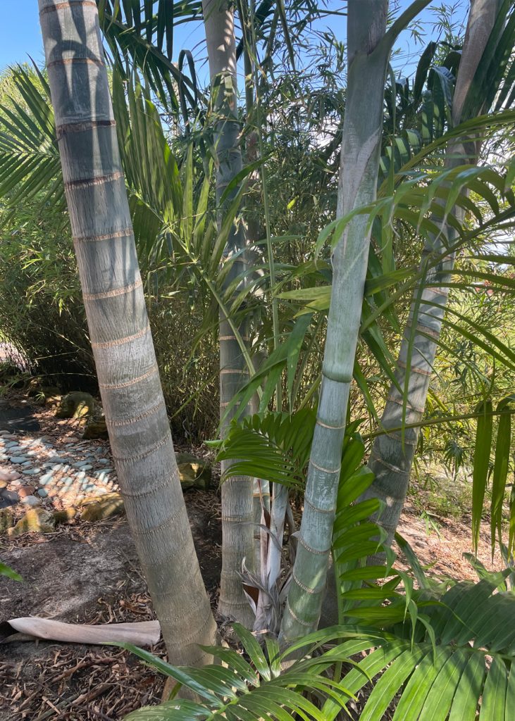 Pemba Palm Dypsis Pembana Palmco Wholesale Palms, Florida