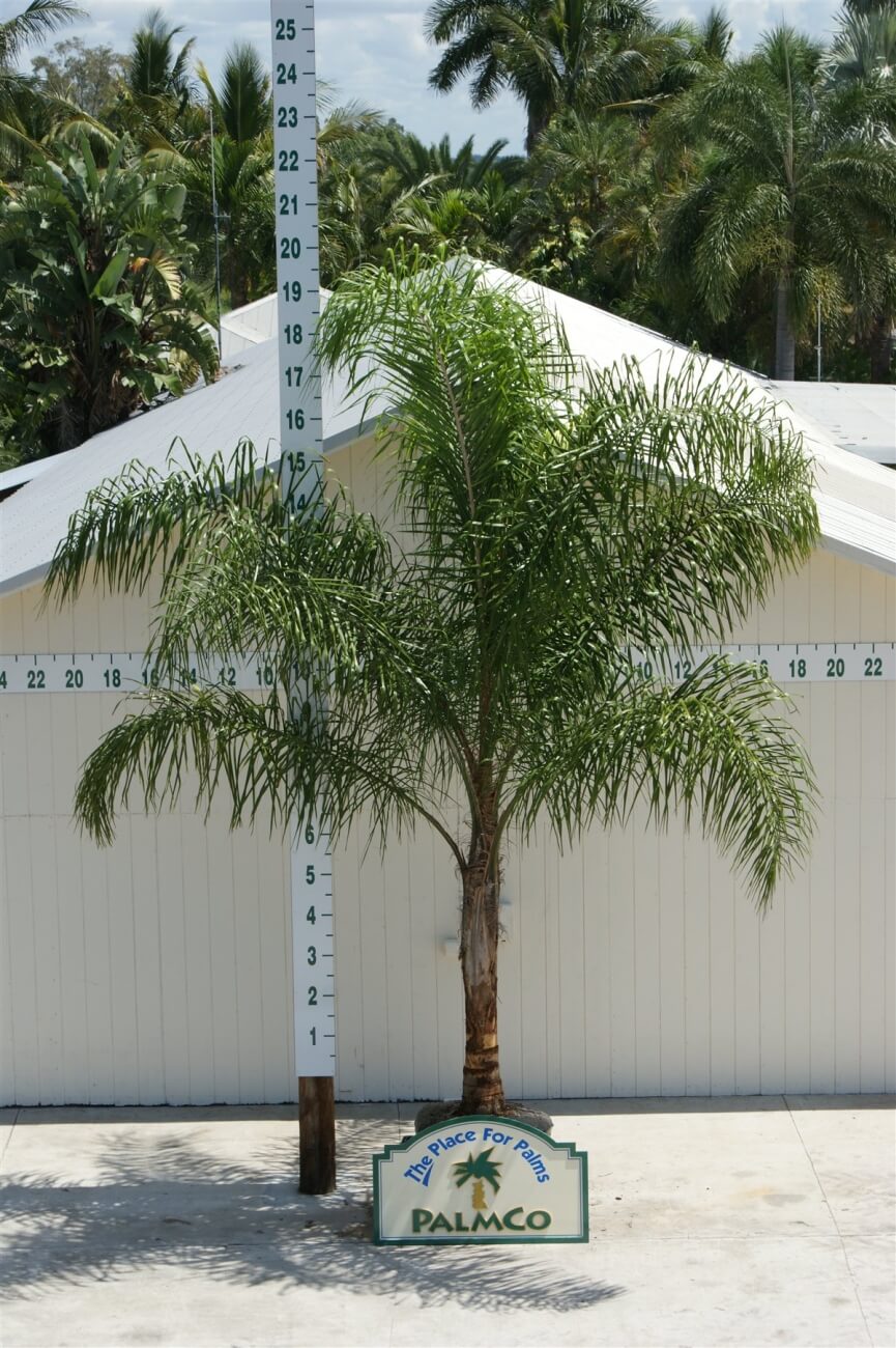 Queen Palm   Syagrus Romanzoffiana   Palmco   Wholesale Palms, Florida