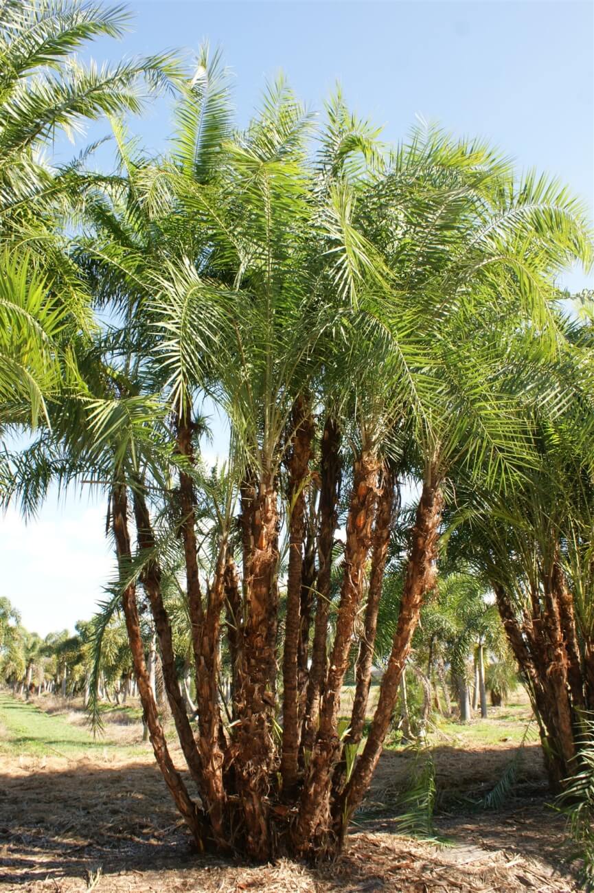 Reclinata | Phoenix Reclinata | Palmco - Wholesale Palms, Florida