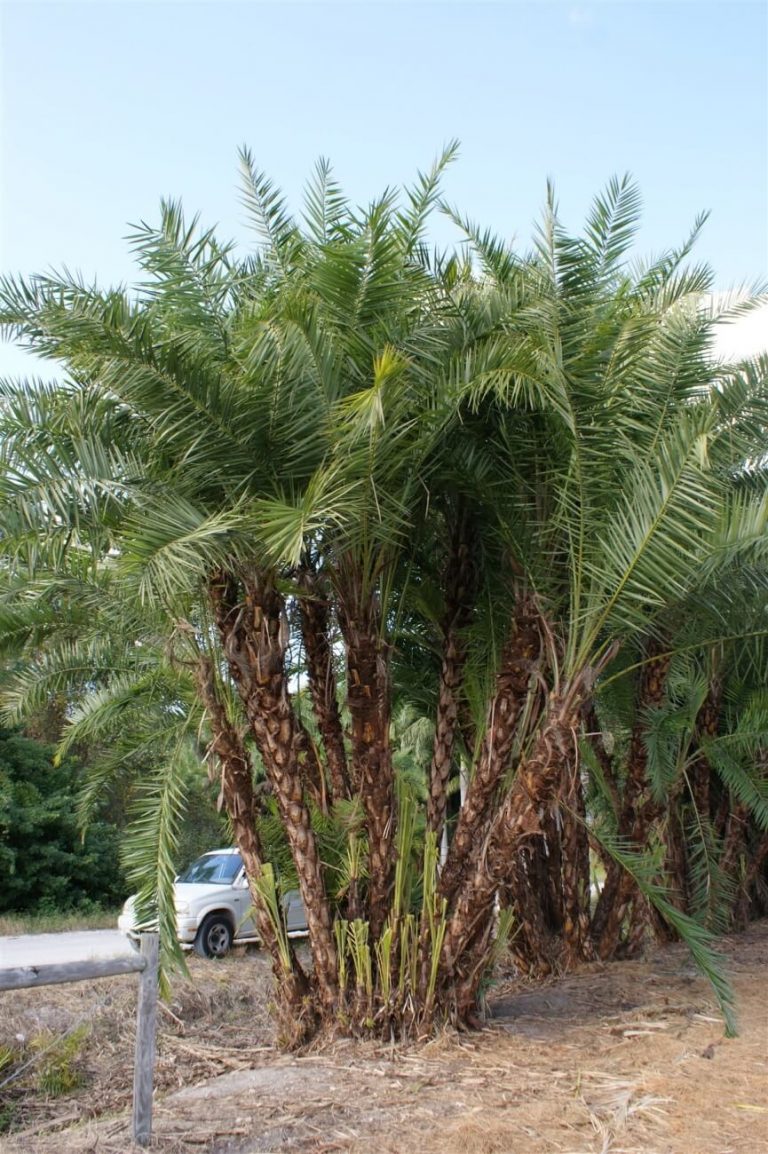 Reclinata Phoenix Reclinata Palmco Wholesale Palms, Florida