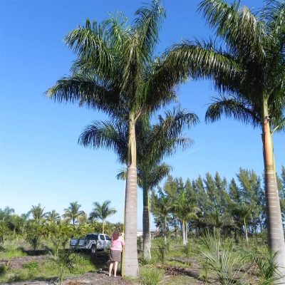 Royal Palm | Roystonea Regia | Palmco - Wholesale Palms, Florida