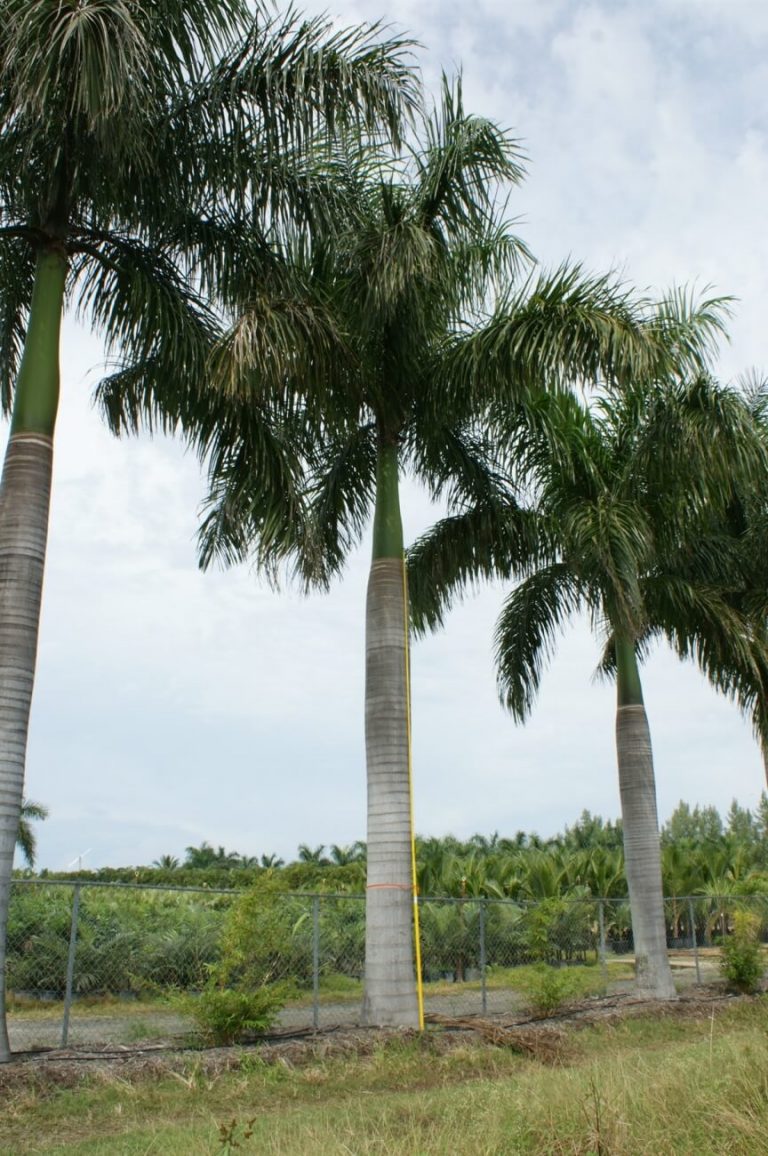 Royal Palm Roystonea Regia Palmco Wholesale Palms, Florida