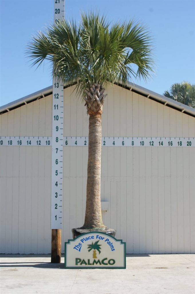 Sabal Palm Sabal Palmetto Palmco Wholesale Palms, Florida