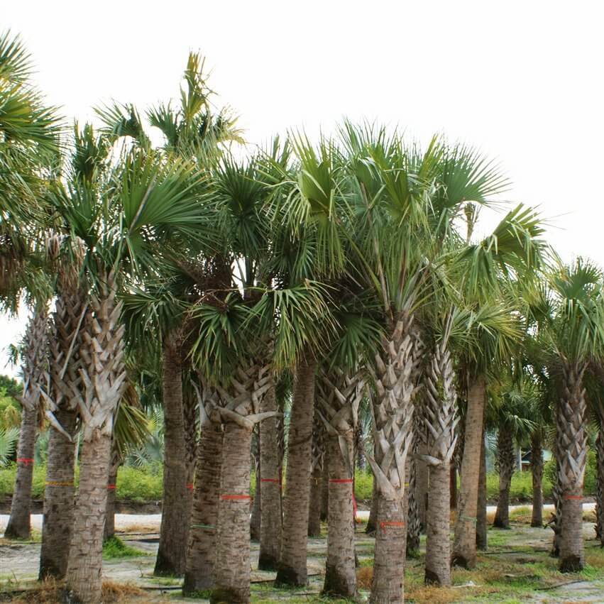 Sabal Palm | Sabal Palmetto | Palmco - Wholesale Palms, Florida