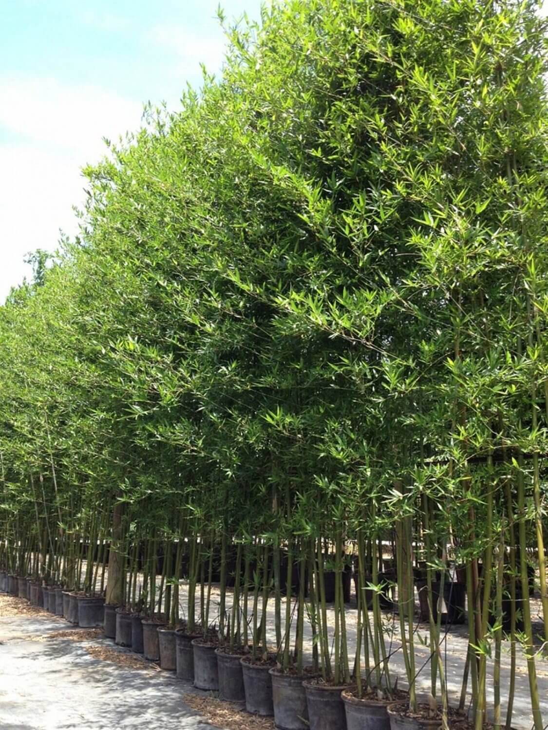 7 Gallon Wind Breaking 'SEA BREEZE' Bamboo PLANT 5ft CLUMPING Bambusa malingenus