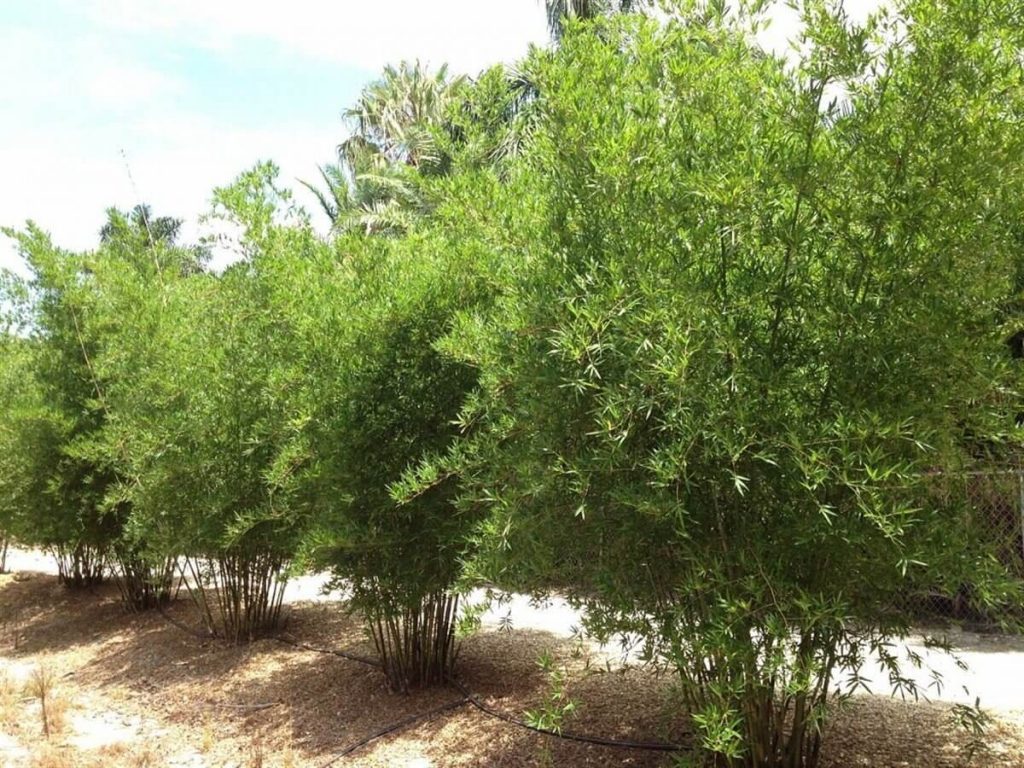 Seabreeze Bamboo Bambusa Malingensis Palmco Wholesale Bamboo, Florida