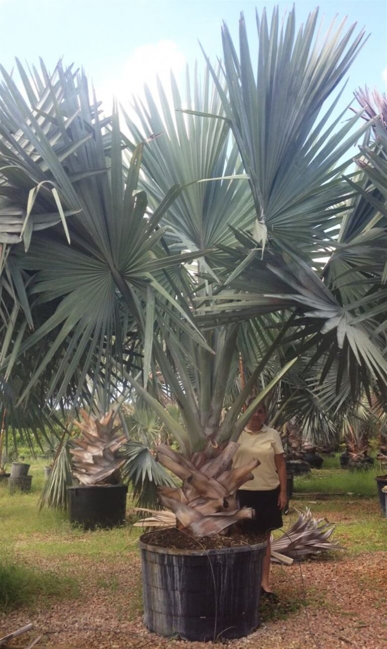 Silver Bismarckia Bismarckia Nobilis Palmco Wholesale Palms, Florida