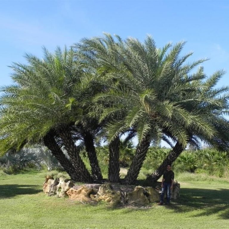 Canary Palm Phoenix Canaris Palmco Wholesale Palms, Florida