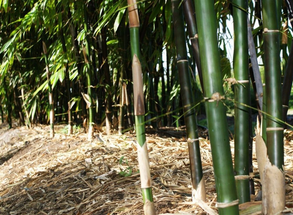 Timor Black Bambusa Lako Palmco Wholesale Bamboo, Florida